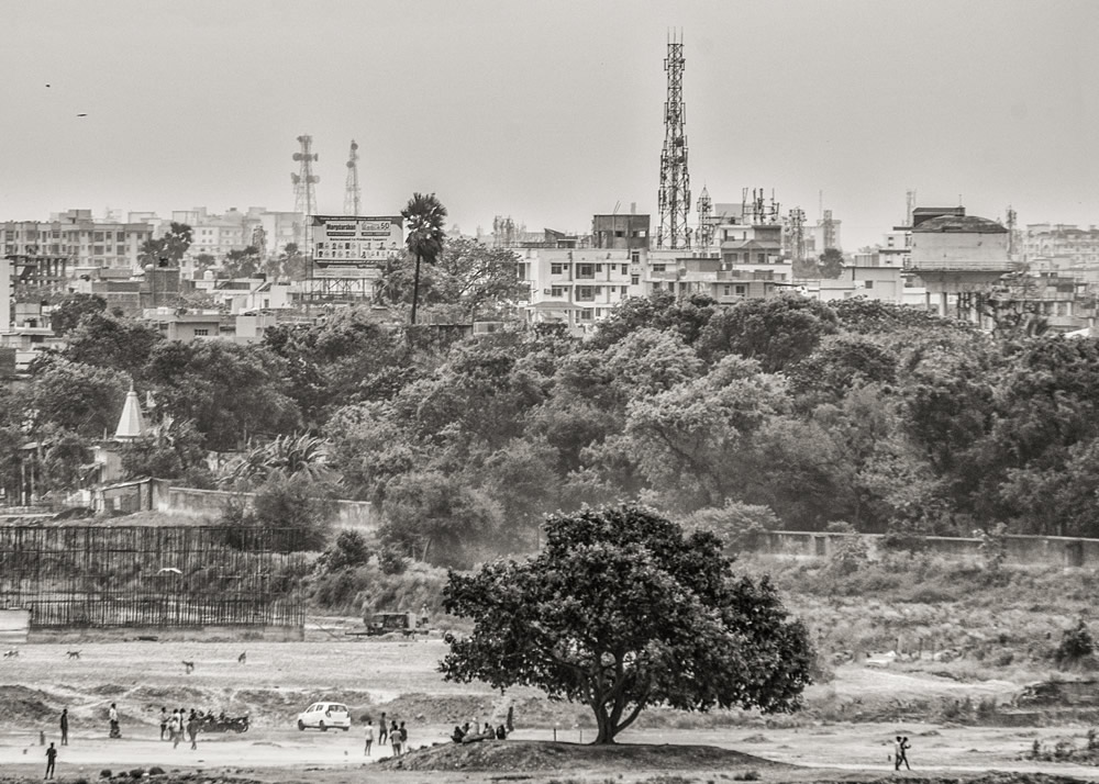 My Journey With Trees: Fascinating Photo Series By Dakshina Murthy